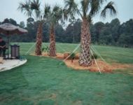ridgewater-palm-trees